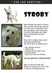 Stroby - Mixed Breed Dog