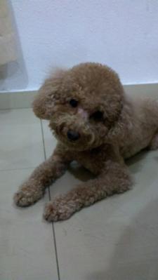 Brownie - Poodle Dog