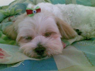 Pikabu - Shih Tzu Dog