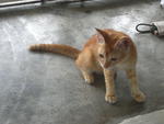 Kittie - Tabby Cat