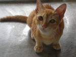 Kittie - Tabby Cat