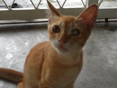 Kittie - Tabby Cat