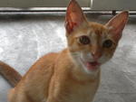 Kittie - Tabby Cat