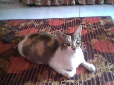 Muhibbah - Domestic Short Hair Cat