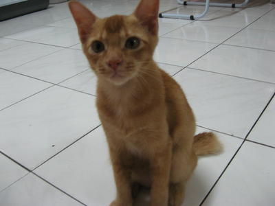 Zaizai - Domestic Short Hair Cat