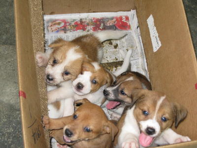 4 Puppies - Wire-haired Terrier Mix - Wirehaired Terrier Dog