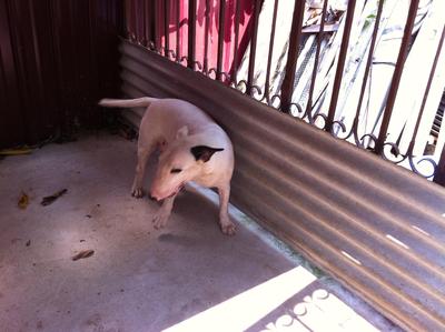 Standerd Bull Terrier - Bull Terrier Dog