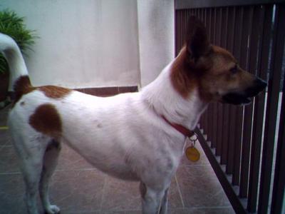 Melodie - Mixed Breed Dog