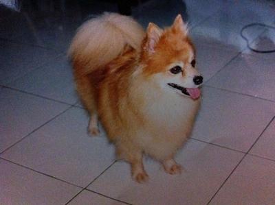 Princess - Pomeranian Dog