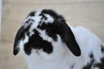 Holland Lop - Broken Black - Holland Lop Rabbit