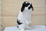 Holland Lop - Broken Black - Holland Lop Rabbit