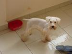 White Miniature Schnauzer Puppy