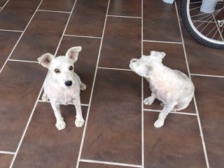 Lucy and Bobby Miniature White Schnauzer For Sale Adoption In Kuala Lumpur