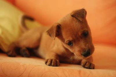 Potato - Mixed Breed Dog