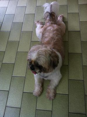 Lucky - Shih Tzu Dog