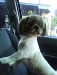 Lucky - Shih Tzu Dog