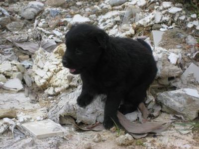 Little Fur-ball - Mixed Breed Dog