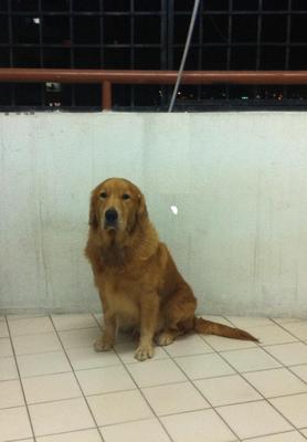 Nicky - Golden Retriever Dog