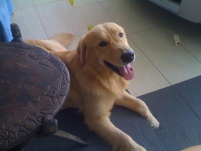 Waffles - Golden Retriever Dog