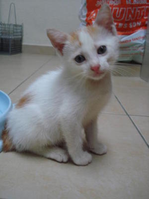 Alvin, Simon &amp; Theodore - Domestic Short Hair Cat