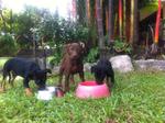 Early Nov: Max (M) stands guard over his siblings