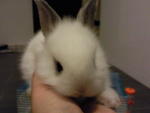 Mini French Angora - Angora Rabbit Rabbit