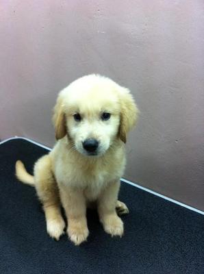 Golden Retriever - Golden Retriever Dog