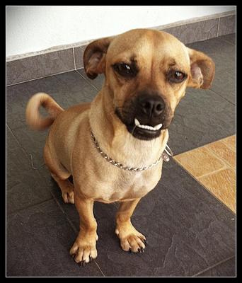 Lucas - Pug + Miniature Pinscher Dog