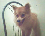 Pomeranian Looking For A New Owner - Pomeranian Dog