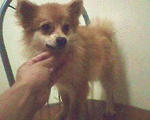 Pomeranian Looking For A New Owner - Pomeranian Dog