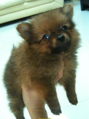 Big Promotion Teacup Pom Boy - Pomeranian Dog