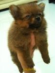 Big Promotion Teacup Pom Boy - Pomeranian Dog