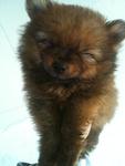 Big Promotion Teacup Pom Boy - Pomeranian Dog