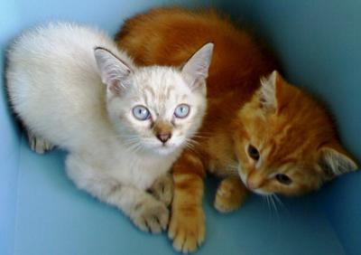 PF25512 - Siamese + Persian Cat