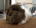 PF25518 - Guinea Pig Small & Furry