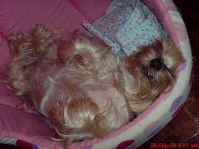 Yoyo - Yorkshire Terrier Dog