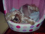 Yoyo - Yorkshire Terrier Dog
