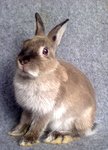 Ndsale - Netherland Dwarf Rabbit