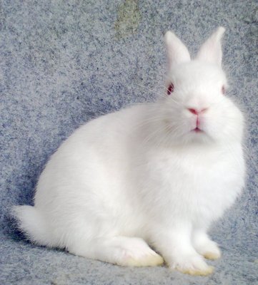 Ndsale - Netherland Dwarf Rabbit