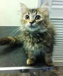 Maine Coon Female Kitten - Maine Coon Cat