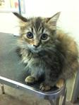 Maine Coon Female Kitten - Maine Coon Cat