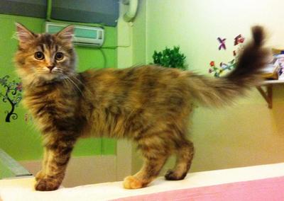 Maine Coon Female Kitten - Maine Coon Cat