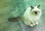 Colour Point Persian - Persian Cat