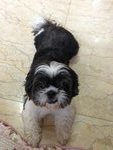 Mei Mei - Shih Tzu Dog