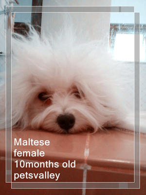 Female Maltese For Sale - Maltese Dog