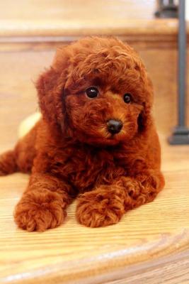 Super Red Toy Poodle For Sale - Poodle Dog