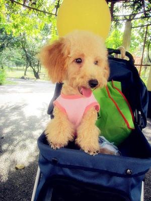 Tiny Toy Poodle For Sale - Poodle Dog