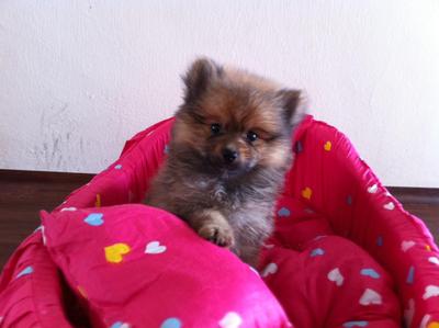 Pomeranian Puppy - Pomeranian Dog