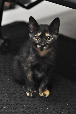 Pixie! - Tortoiseshell + Domestic Short Hair Cat