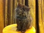 Pure Flat Face Persian Kitten Cat  - Persian Cat